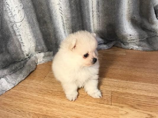 Pomeranian all kc reg.